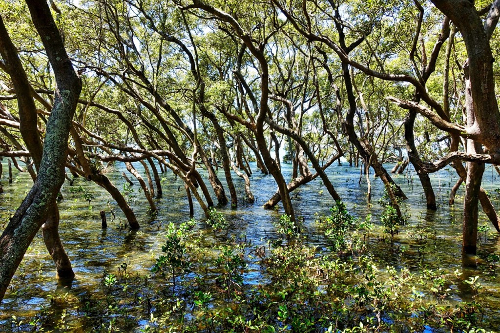 preserve-nations-wetlands