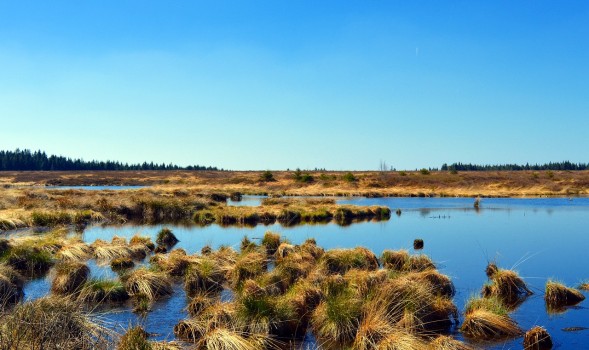 Why We Should Restore and Preserve Our Nation’s Wetlands