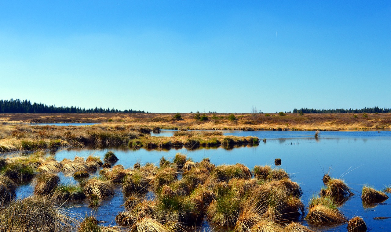 Why We Should Restore and Preserve Our Nation’s Wetlands